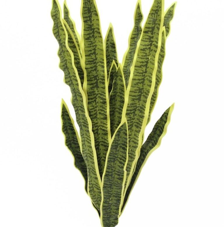 Sansevieria (tchýnin jazyk), 50 cm